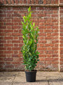 Echte laurier - Laurus nobilis