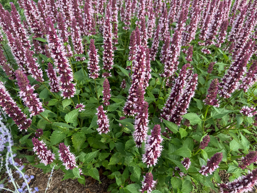 Dropplant (Paars, Lage soort) - Agastache 'Beelicious Purple'