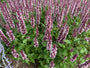 Dropplant (Paars, Lage soort) - Agastache 'Beelicious Purple'