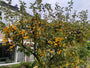 Sierappel boompje (geel) - Malus 'Golden Hornet' op stam