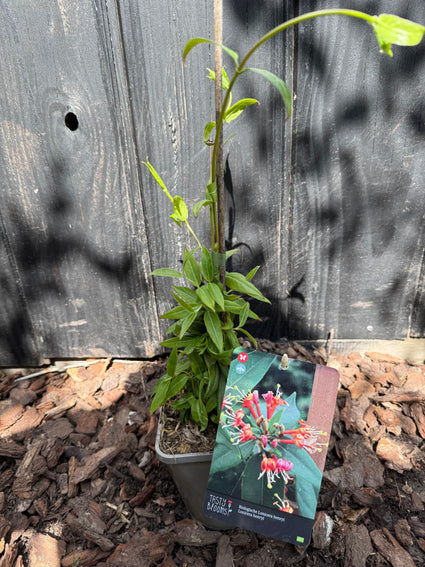 Biologische Kamperfoelie - Lonicera Henryi BIO