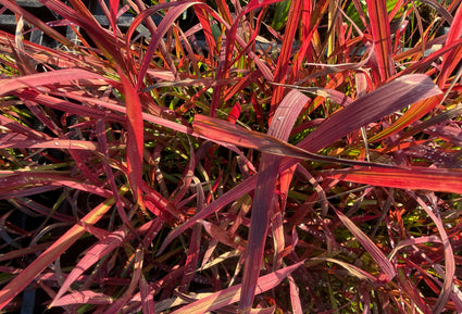 Biologisch Japans bloedgras - Imperata cylindrica 'Red Baron'