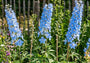 Ridderspoor - Delphinium belladonna 'Cliveden Beauty'