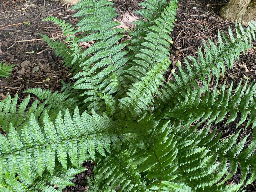 Geschubde mannetjesvaren - Dryopteris affinis 'Pinderi'