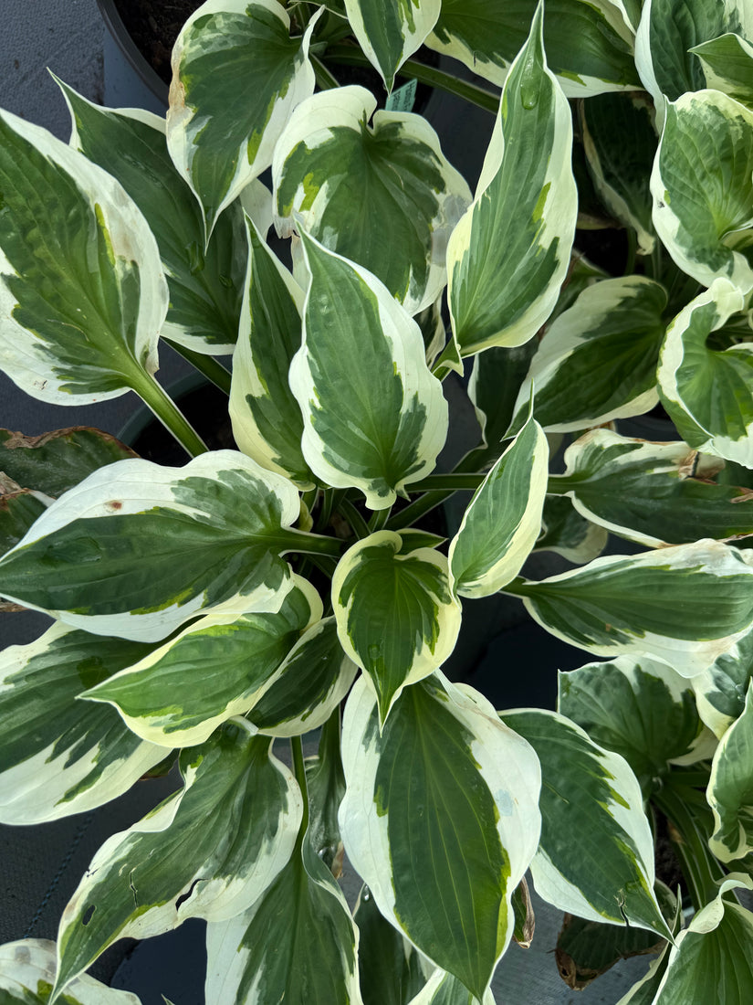 Hartlelie - Hosta 'Patriot'