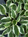 Hartlelie - Hosta 'Patriot'