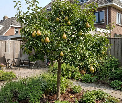 Perenboom - Pyrus communis 'Doyenne du Comice'