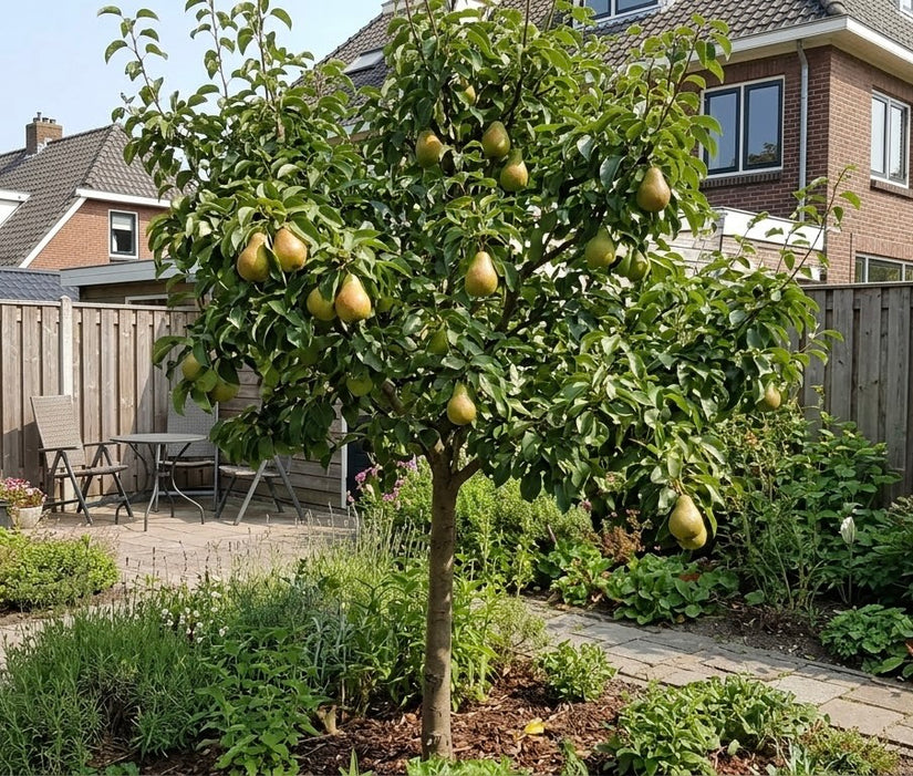 Perenboom - Pyrus communis 'Doyenne du Comice'