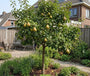 Perenboom - Pyrus communis 'Doyenne du Comice'