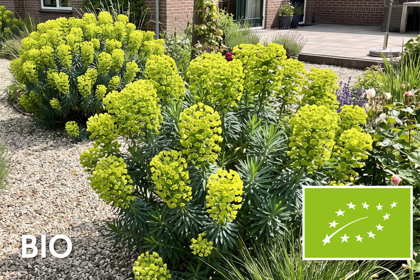 Biologisch Wolfsmelk - Euphorbia characias Wulfenii