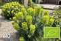 Biologisch Wolfsmelk - Euphorbia characias Wulfenii