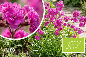 Biologisch Rode Pekanjer - Lychnis viscaria 'Plena'