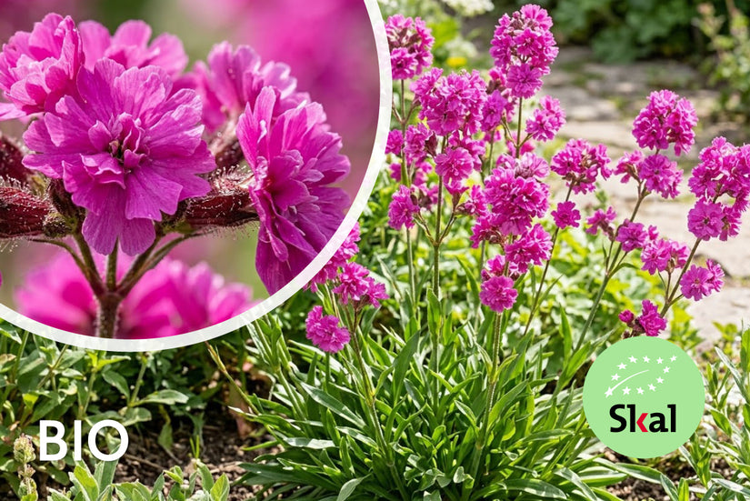 Biologisch Rode Pekanjer - Lychnis viscaria 'Plena'