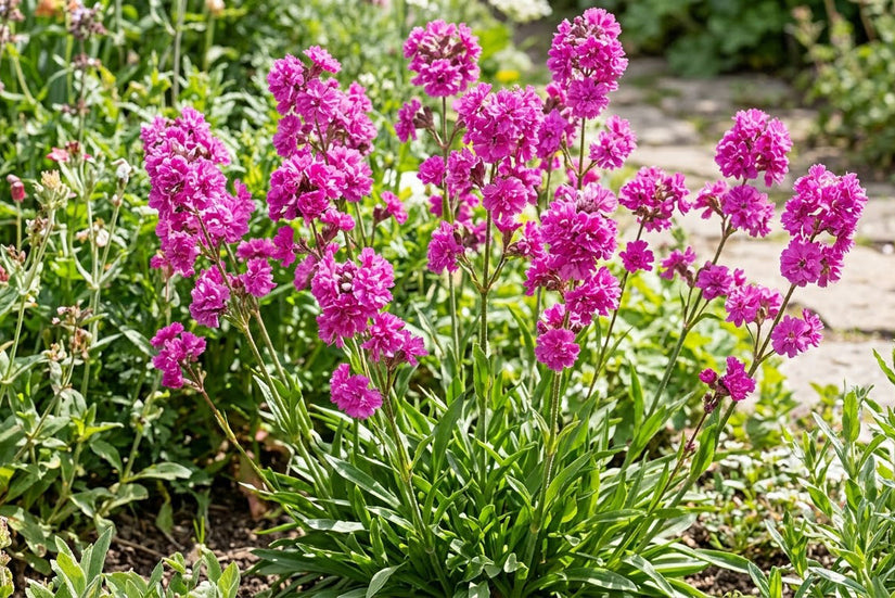 Biologisch Rode Pekanjer - Lychnis viscaria 'Plena'