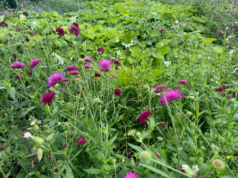 Beemdkroon (Hoge soort) - Knautia macedonica 'Mars Midget'