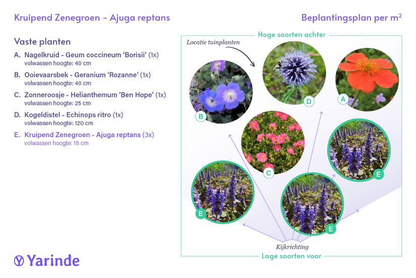 voorbeeld border combinaties met ajuga reptans