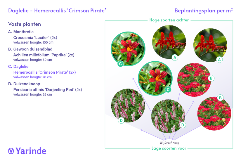 Biologisch Daglelie - Hemerocallis 'Crimson Pirate'