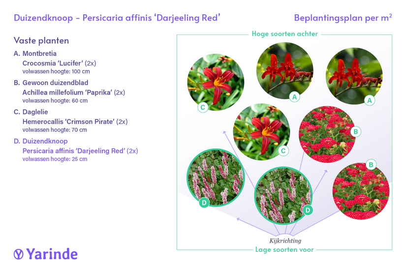 Duizendknoop Roze/Rood (Lage soort 25 cm hoog) - Persicaria affinis 'Darjeeling Red' TIP