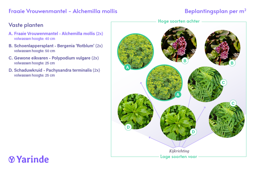 Biologisch Fraaie Vrouwenmantel - Alchemilla mollis TIP