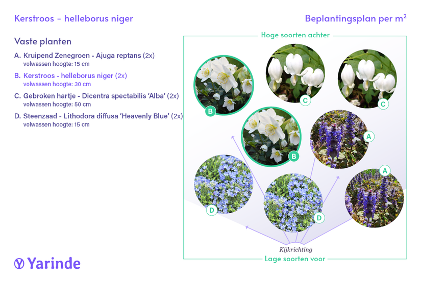 Kerstroos / Nieskruid (Wit) - Helleborus niger