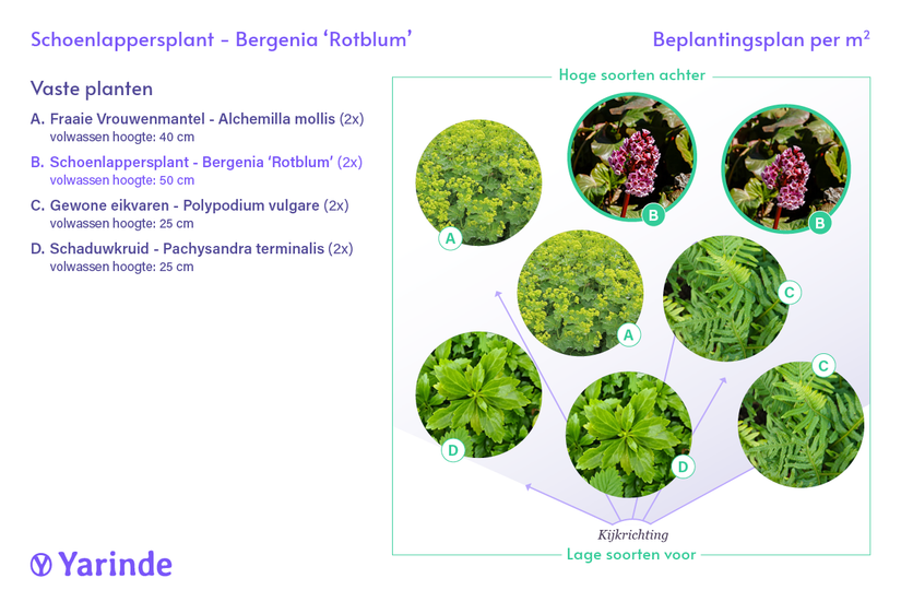 Schoenlappersplant - Bergenia 'Rotblum'