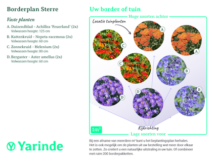 Borderpakket Sterre - Vaste planten oranje & paars - droge grond - zon