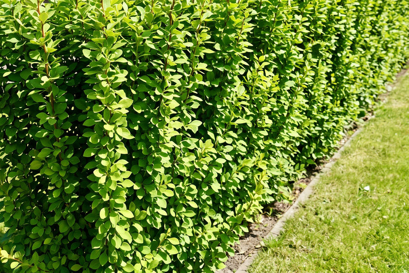 Zuurbes - Berberis thunbergii 'Erecta'