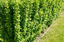 Zuurbes - Berberis thunbergii 'Erecta'