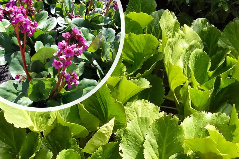 Schoenlappersplant (Roze) - Bergenia cordifolia 'Purpurea'