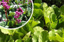 Schoenlappersplant (Roze) - Bergenia cordifolia 'Purpurea'