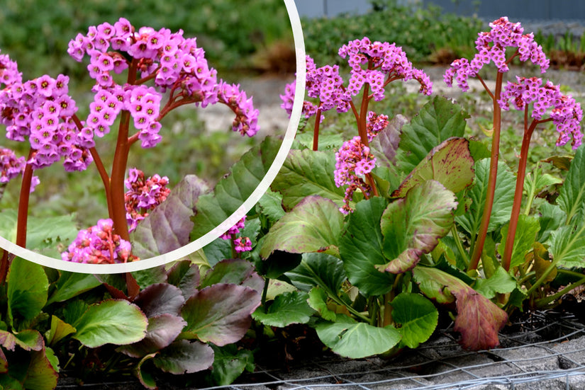 Schoenlappersplant - Bergenia cordifolia