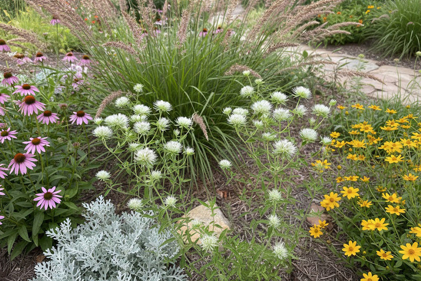 Bergmunt - Pycnanthemum flexuosum