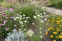 Bergmunt - Pycnanthemum flexuosum