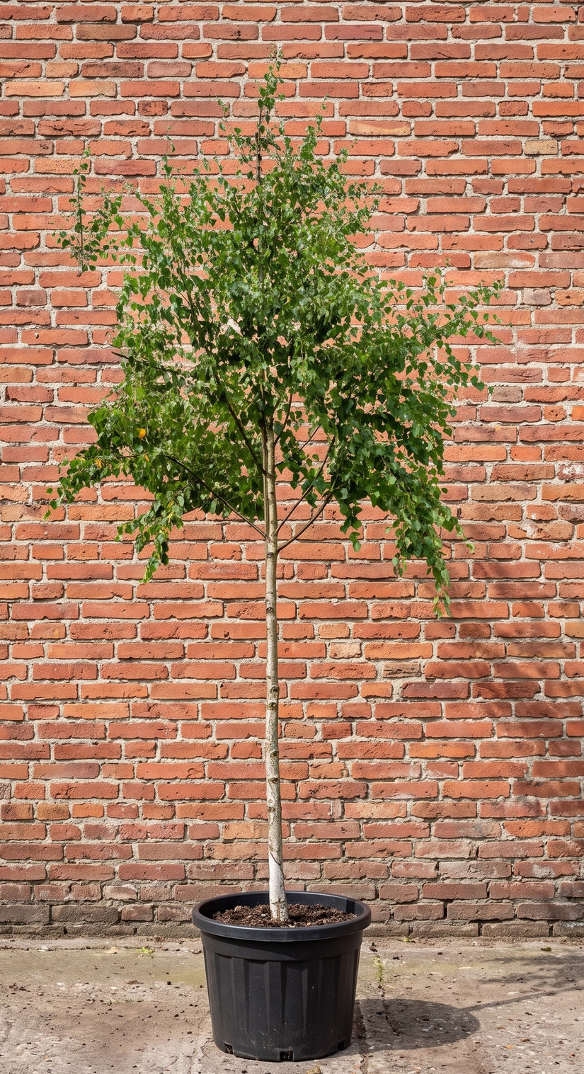 Ruwe berk (Hoogstam) - Betula pendula