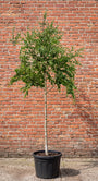 Ruwe berk (Hoogstam) - Betula pendula