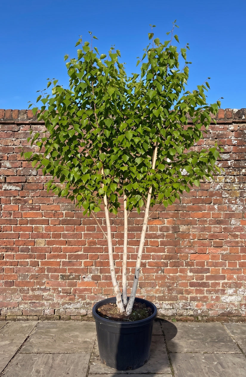 Chinese berk Meerstammig - Betula albosinensis 'Fascination'
