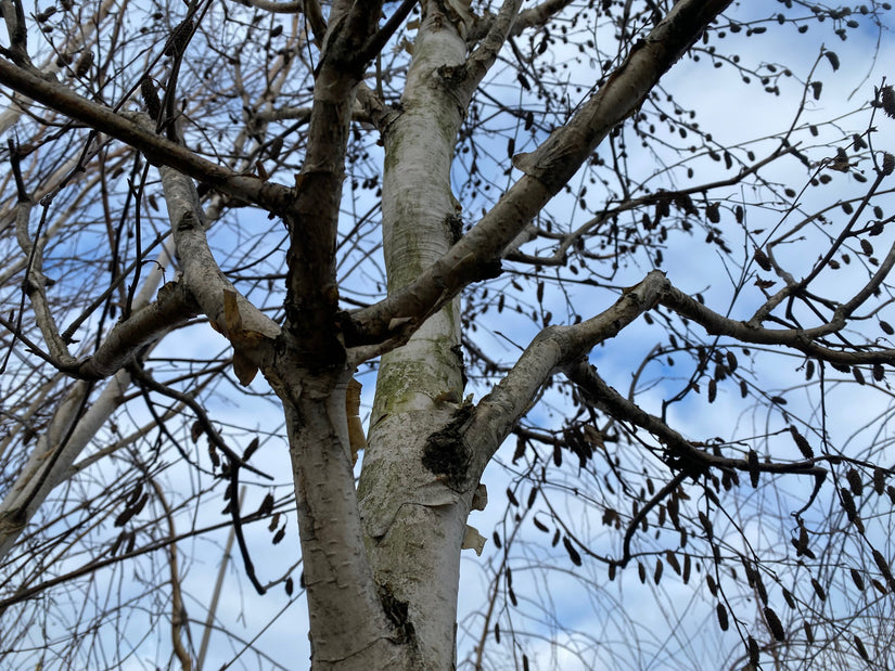 Witte Himalayaberk - Betula Utilis