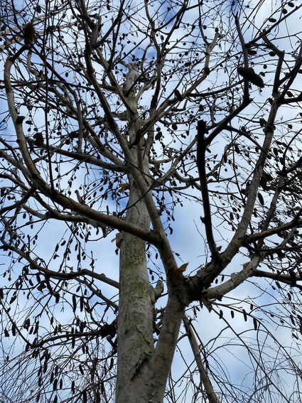 Witte Himalayaberk - Betula Utilis