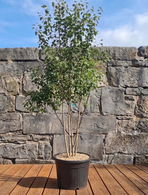 Witte Himalaya berk - Betula utilis jacquemontii (meerstammig)
