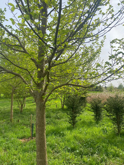 Beverboom (Wit, Hoogstam) - Magnolia kobus