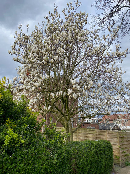 Beverboom (Wit, Hoogstam) - Magnolia kobus