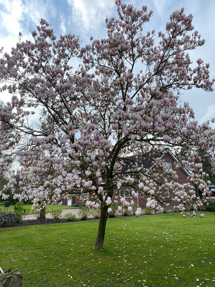 Beverboom - Magnolia 'Heaven Scent' hoogstam 250-300 cm