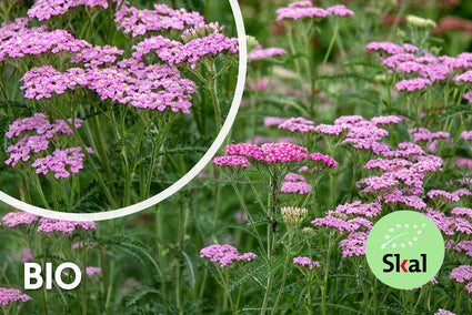 Biologisch Gewoon duizendblad - Achillea millefolium 'Cerise Queen'