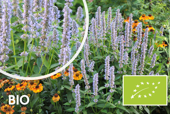 Biologisch Dropplant - Agastache 'Blue Fortune'