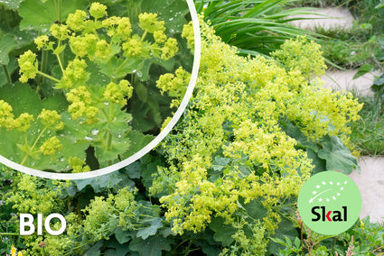 Biologisch Fraaie Vrouwenmantel - Alchemilla mollis TIP