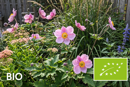 Biologisch Herfstanemoon Roze (Hoogte 80 cm) - Anemone hupehensis 'Praecox'
