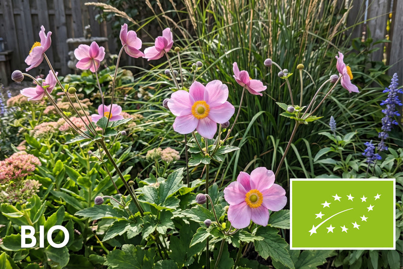 Biologisch Herfstanemoon Roze (Hoogte 80 cm) - Anemone hupehensis 'Praecox'