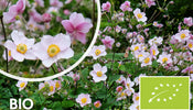 Biologisch Herfstanemoon   Anemone hupehensis 'September Charm'