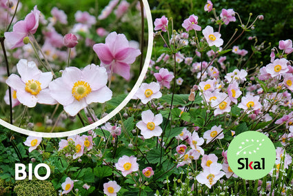 Biologisch Herfstanemoon - Anemone hupehensis 'September Charm'