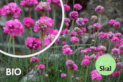 Biologisch Engels gras - Armeria maritima 'Splendens' (ook per/m2)